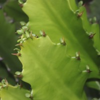 Euphorbia antiquorum L.